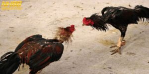 Đá Gà Cựa Dao Đam Mê, Kỹ Thuật Và Văn Hóa Truyền Thống