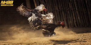 Đá Gà Cựa Sắt Màn So Găng Kịch Tính Cho Tín Đồ Cá Cược