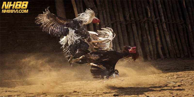 Đá Gà Cựa Sắt Màn So Găng Kịch Tính Cho Tín Đồ Cá Cược