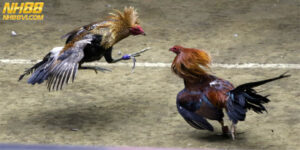 Đá Gà Tre Môn Thể Thao Giải Trí Hấp Dẫn Tại Trường Gà