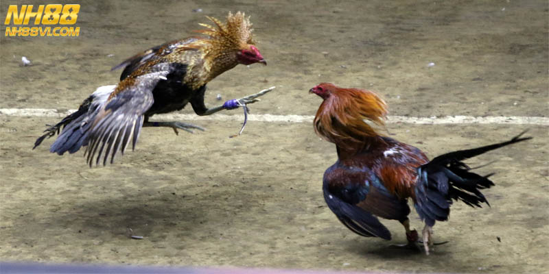 Đá Gà Tre Môn Thể Thao Giải Trí Hấp Dẫn Tại Trường Gà