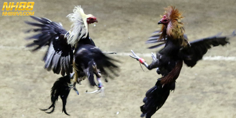 Tiêu Chuẩn Chọn Gà Chiến Không Phải Sư Kê Nào Cũng Rõ